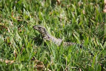 iguana