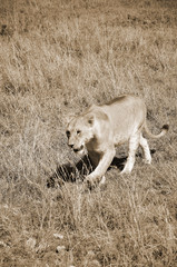 Lion in Serengeti hosts the largest mammal migration in the world, which is one of the ten natural...