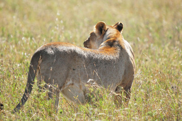 Lion in Serengeti hosts the largest mammal migration in the world, which is one of the ten natural...
