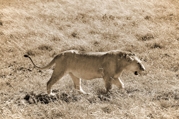 Lion in Serengeti hosts the largest mammal migration in the world, which is one of the ten natural...
