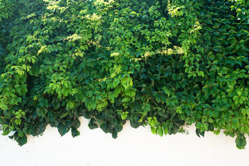 Virginia creeper (Parthenocissus quinquefolia) plant on the white wall.