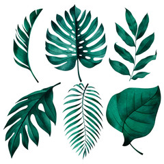 Set of tropical plants. Botanical watercolor green exotic leaves. Coconut palm, monstera, banana tree.