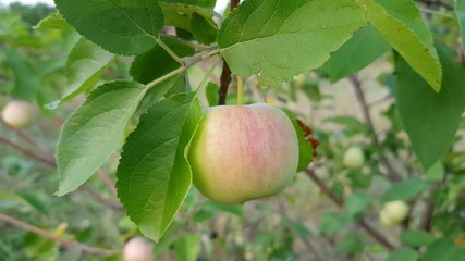 Apple tree branch with one ripening fruit and lush green leaves
