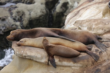 California Sea Lion 
