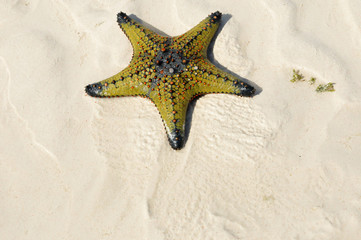 Zanzibar, Tanzania starfish or sea stars are echinoderms belonging to the class Asteroidea. The...