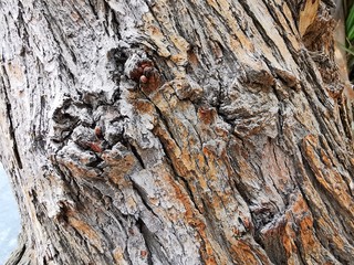 tree stem with dry skin close up with dry skin