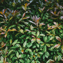 Fototapeta na wymiar Tropical plant leaves