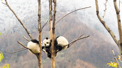 Three cute Giant panda cubs sleeping in the tree, Wulong, China © Michaela