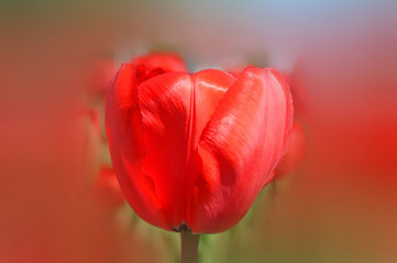 Tulips is a perennial, bulbous plant with showy flowers in the genus Tulipa, of which up to 109...