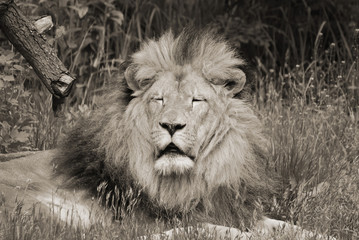 The lion is one of the four big cats in the genus Panthera, and a member of the family Felidae....