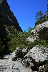 Young tree bended over touristic path through steep rock cliffs in Paklenica National Park, Croatia