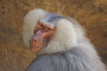 Baboon