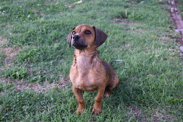 Puppy after bath