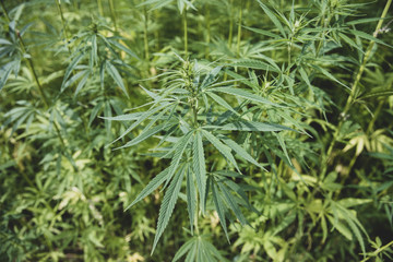 Hemp cannabis plant stock photo. industrial hemp field