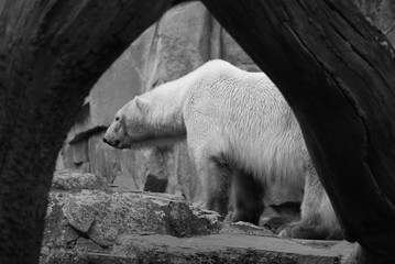 The polar bear (Ursus maritimus) is a bear native largely within the Arctic Circle encompassing the...