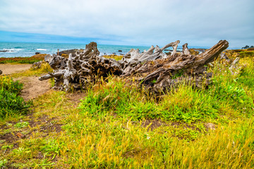 Fototapeta premium Beautiful Day Along the Northern California Coast
