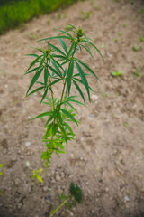 Hemp cannabis plant stock photo