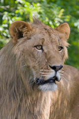Fototapeta na wymiar Adolescent Male African Lion
