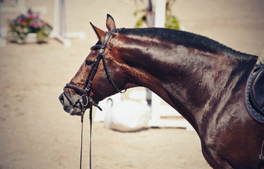 Portrait of a sporty saddled horse in a bridle. Equestrian sport.