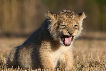 Baby African Lion Cub Roaring