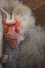 baboon male