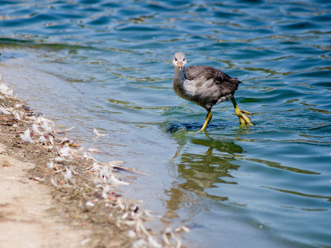 Young coot on one leg