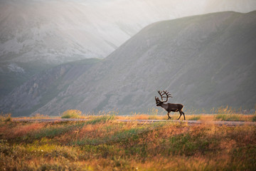 Reindeer with antlers in idyllic mountain landscape