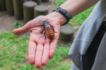 Unusual pets concept. Central American giant cave cockroach, Blaberus giganteus on the woman's...