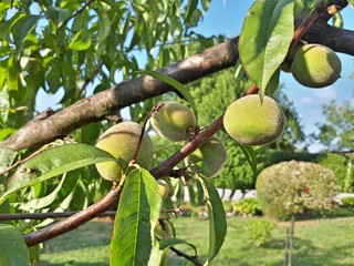 Peaches growing on a tree