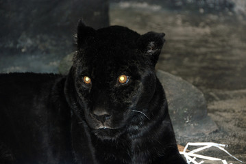 A melanistic black jaguar is a color morph which occurs at about 6 percent frequency in populations