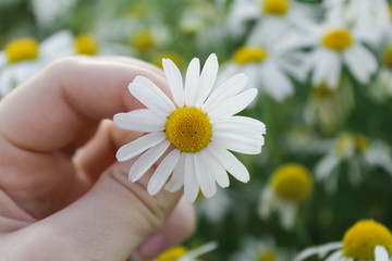Chamomile in hand close up, shallow depth of field, blured background. Beauty of nature concept.