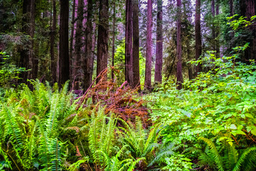 Beautiful Morning in Redwood National Park in California