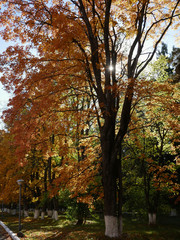 Naklejka premium golden shiny leaves on a maple autumn tree