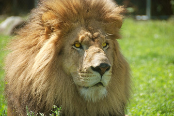 Male lion: Highly distinctive, the male lion is easily recognized by its mane, and its face is one of the most widely recognized animal symbols in human culture.  © Daniel Meunier