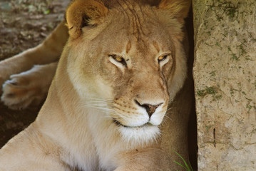 Lion is one of the four big cats in the genus Panthera, and a member of the family Felidae. With...
