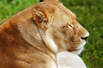 Lion is one of the four big cats in the genus Panthera, and a member of the family Felidae. With...