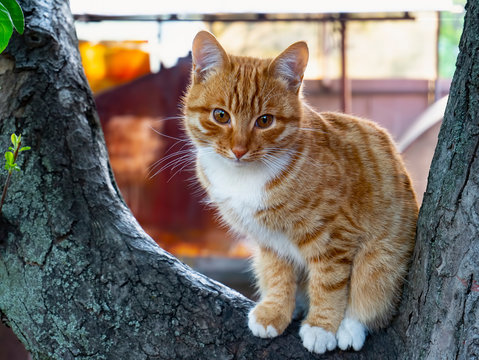ginger cute cat with white paws and breast