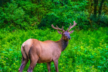 Beautiful Morning in Redwood National Park in California