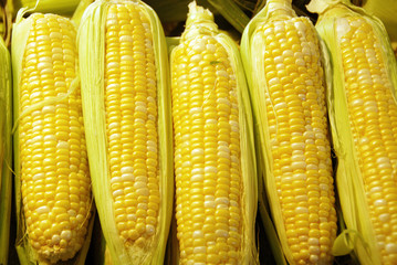 Sweet corn is a variety of maize with a high sugar content is the result of a naturally recessive...