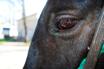 mirada de caballo