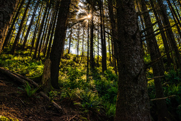 Beautiful Morning Along the Oregon Coast 