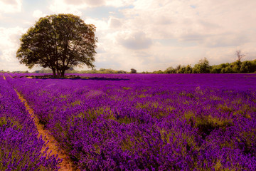 Fototapeta na wymiar Summer landscape, blooming lavender flower and beautiful countryside nature concept theme with a tree in the middle of an empty field in the warm light of late afternoon with copy space