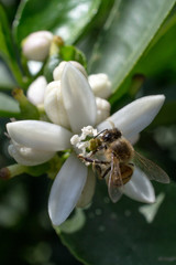  flor de  limonero en su árbol, flor abierta y en capullos, con la presencia de una abeja
