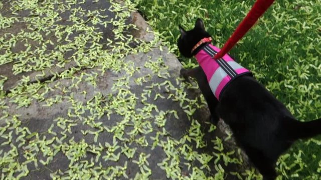 A black cat on a leash wearing a vest harness, walking down a sidewalk covered in maple seeds, from the point of view of the person holding the leash.