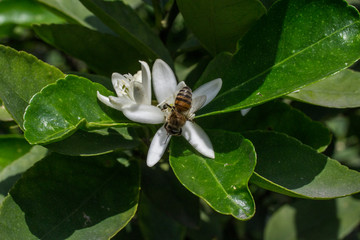 flor de  limonero en su árbol, flor abierta y en capullos, con la presencia de una abeja