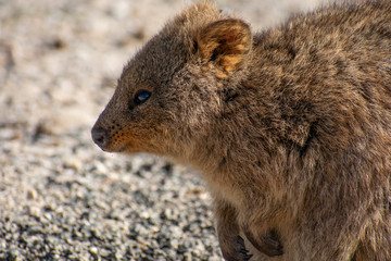 Fototapeta premium Happy Quokka
