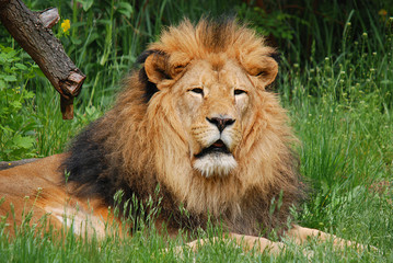 Male lion: Highly distinctive, the male lion is easily recognized by its mane, and its face is one of the most widely recognized animal symbols in human culture.  © Daniel Meunier