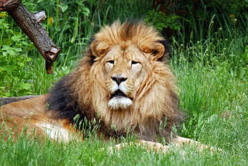 Male lion: Highly distinctive, the male lion is easily recognized by its mane, and its face is one of the most widely recognized animal symbols in human culture.  © Daniel Meunier