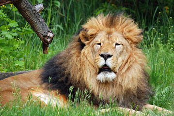Male lion: Highly distinctive, the male lion is easily recognized by its mane, and its face is one of the most widely recognized animal symbols in human culture.  © Daniel Meunier