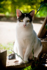 cat sitting and look